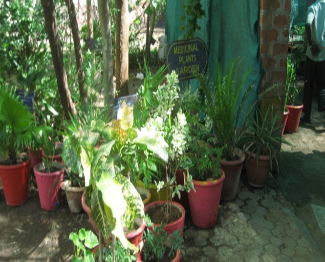 HERBAL MEDICINAL GARDEN